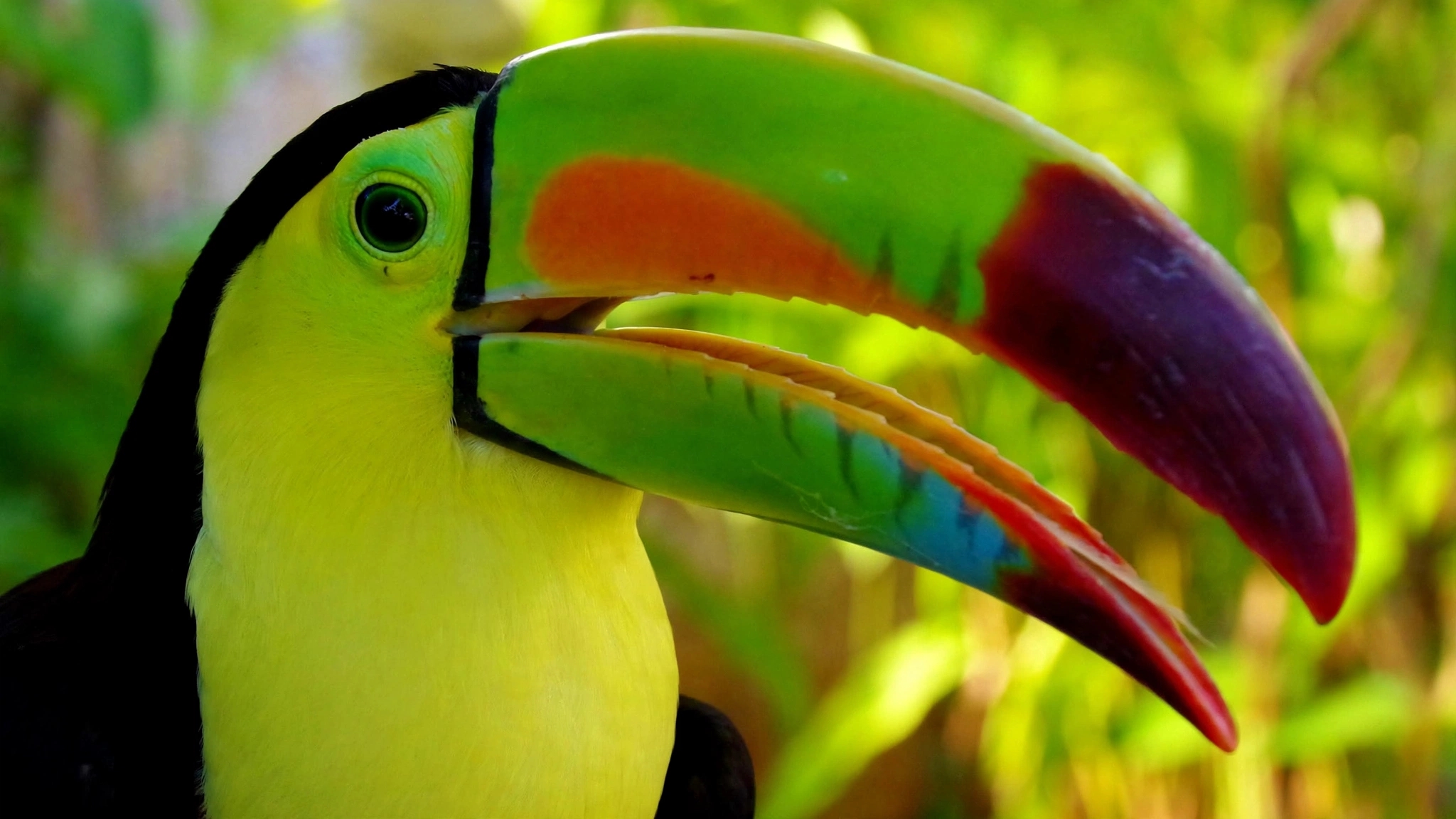 Toucan Mexique